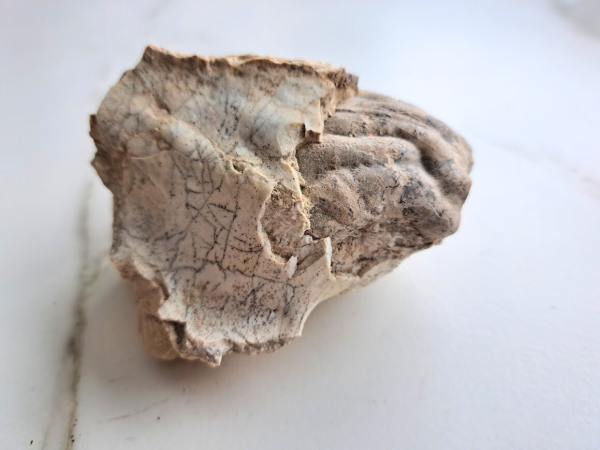 Fossil Brain