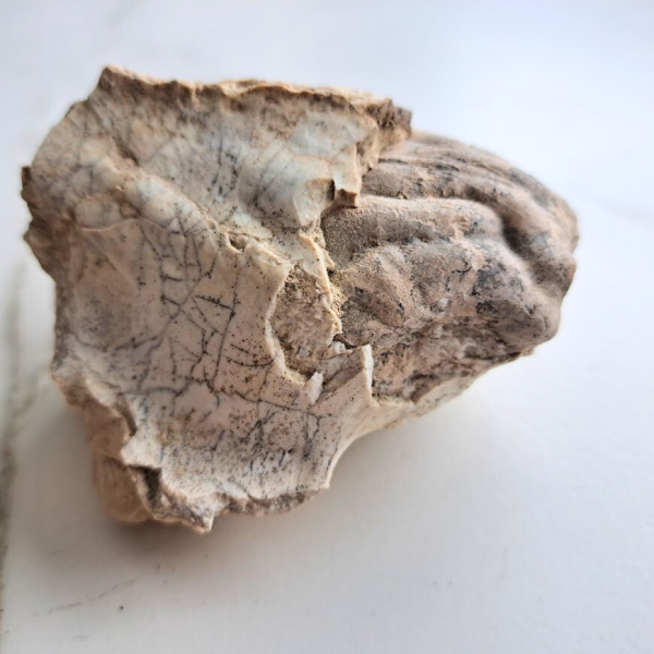 Fossil Brain