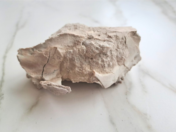 Oreodont skull (Rose) - Image 2