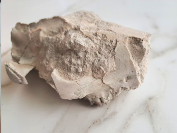 Oreodont skull (Rose) - Image 3