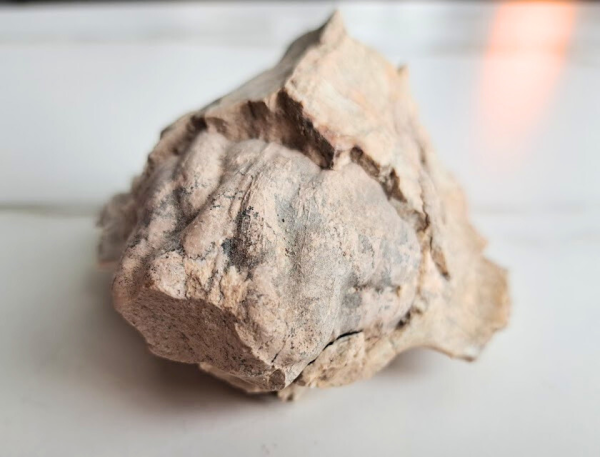Fossil Brain - Image 2