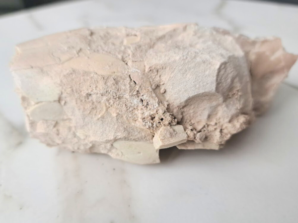 Oreodont skull (Rose) - Image 8