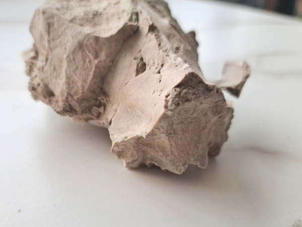 Oreodont skull (Rose) - Image 7