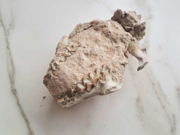 Oreodont skull (Rose) - Image 4