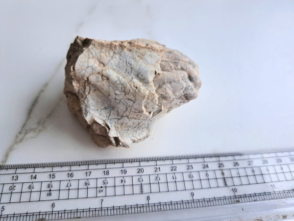 Fossil Brain - Image 4