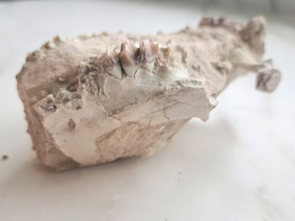 Oreodont skull (Rose)