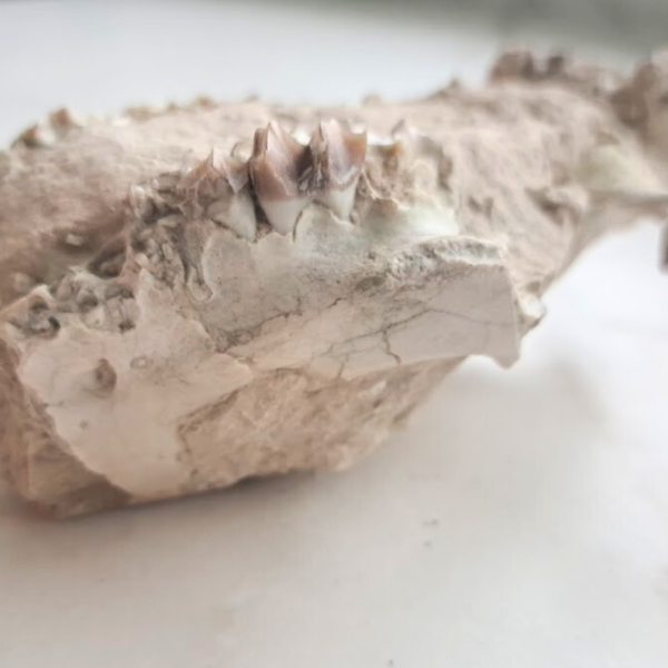 Oreodont skull (Rose)