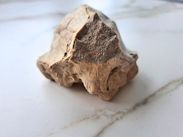 Fossil Brain - Image 5
