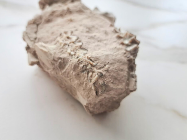 Oreodont skull (Rose) - Image 6