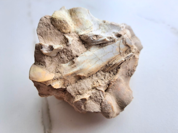 Fossil Brain - Image 6