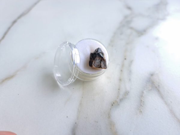 Triceratops (spitter) Tooth - Image 3