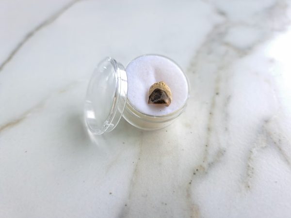 Triceratops (spitter) Tooth - Image 12