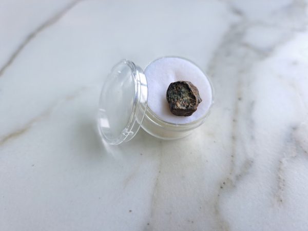 Triceratops (spitter) Tooth - Image 5