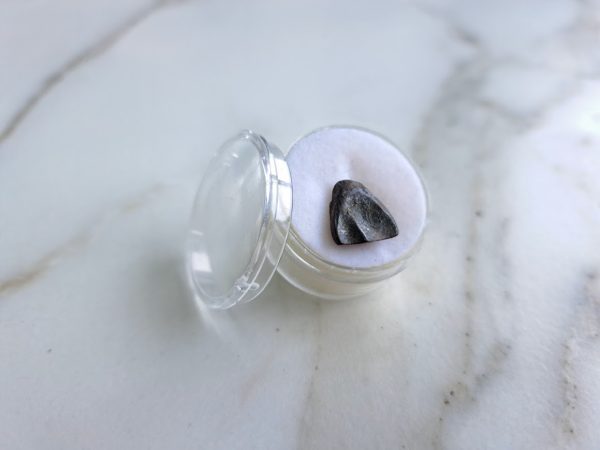 Triceratops (spitter) Tooth - Image 6