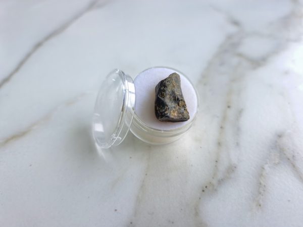 Triceratops (spitter) Tooth - Image 7