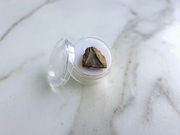 Triceratops (spitter) Tooth - Image 9