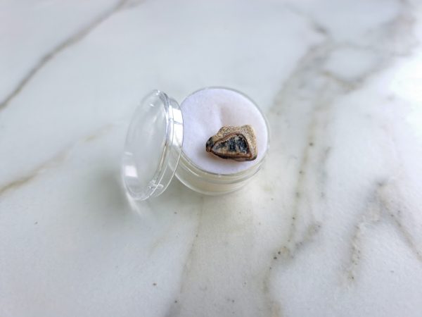 Triceratops (spitter) Tooth - Image 8