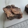 Triceratops- Skull piece (Frill) - Image 3