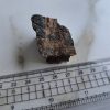 Triceratops- Skull piece (Frill) - Image 5
