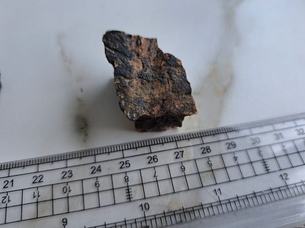 Triceratops- Skull piece (Frill) - Image 5