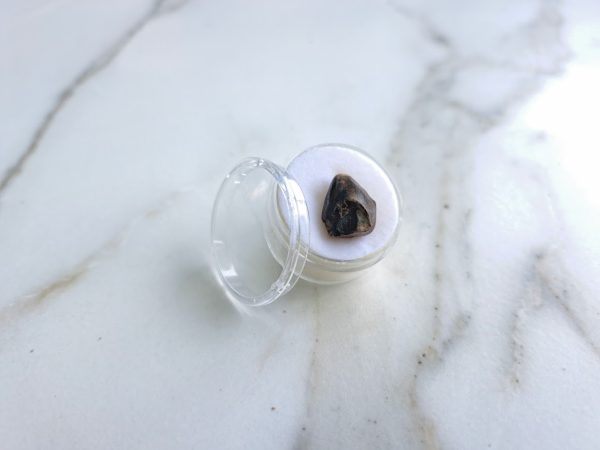 Triceratops (spitter) Tooth - Image 2