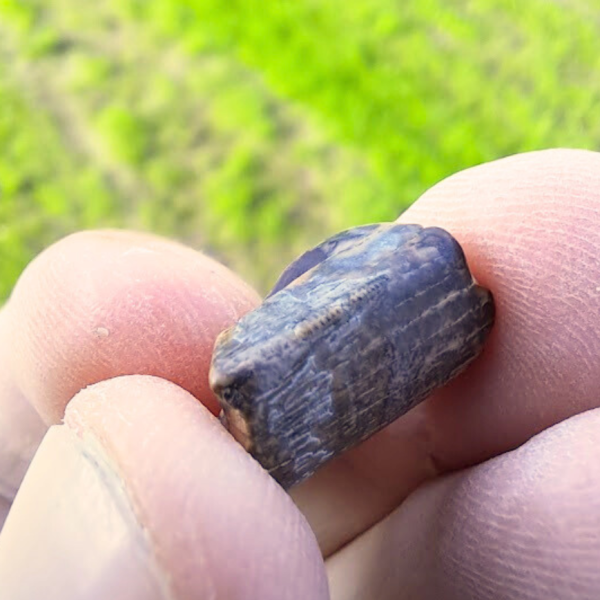 Trex Tooth Piece