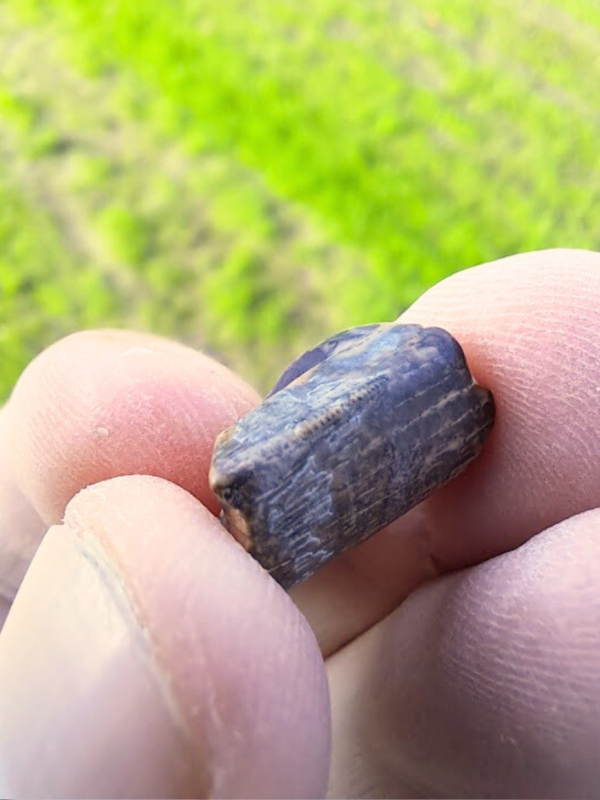 Trex Tooth Piece
