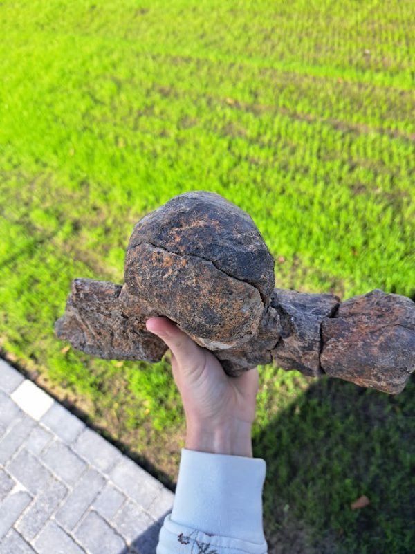 Triceratops Skull Piece (occipital condyle) - Image 4