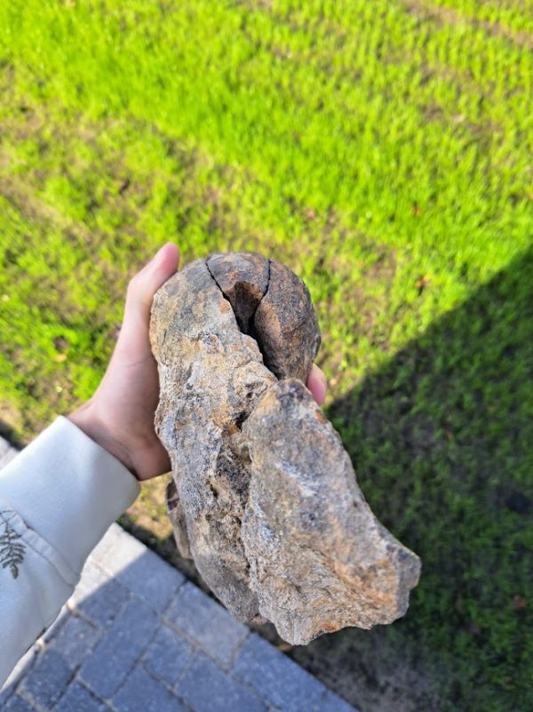 Triceratops Skull Piece (occipital condyle) - Image 3
