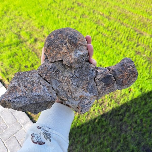 Triceratops Skull Piece (occipital condyle)