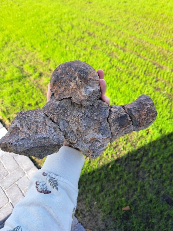 Triceratops Skull Piece (occipital condyle)