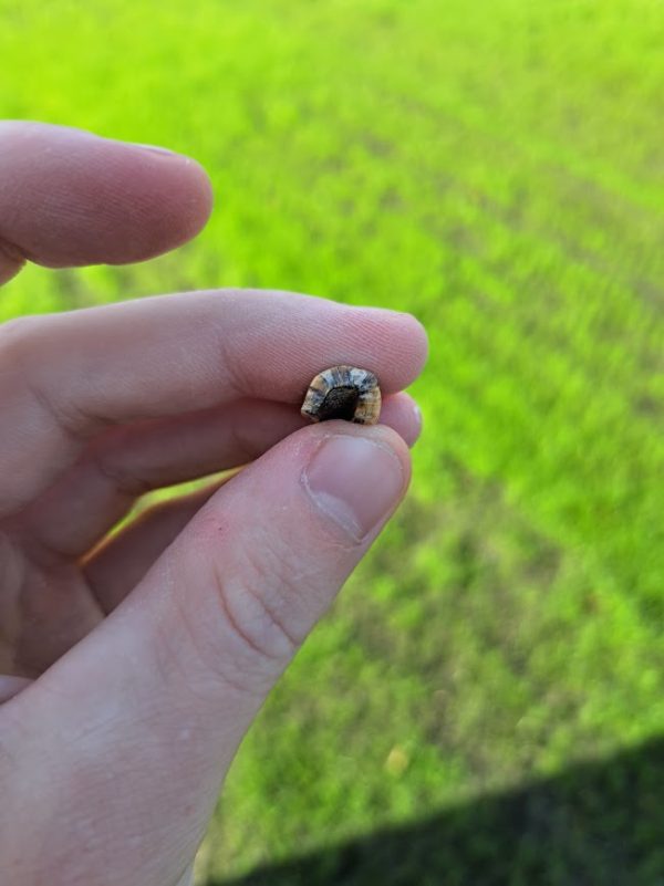 Trex Tooth Piece - Image 5
