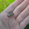 Trex Tooth Piece - Image 4