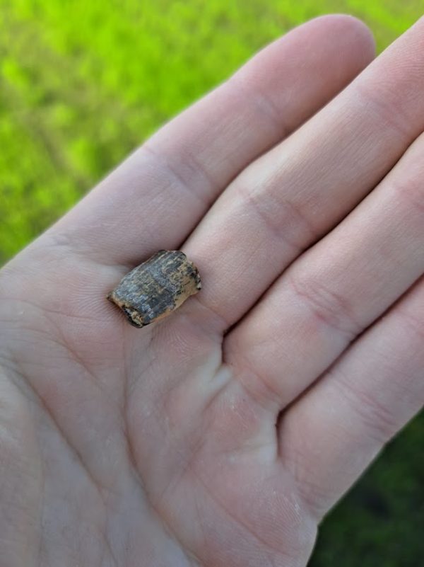 Trex Tooth Piece - Image 4