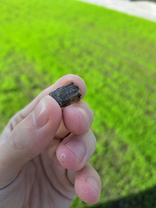 Trex Tooth Piece - Image 3