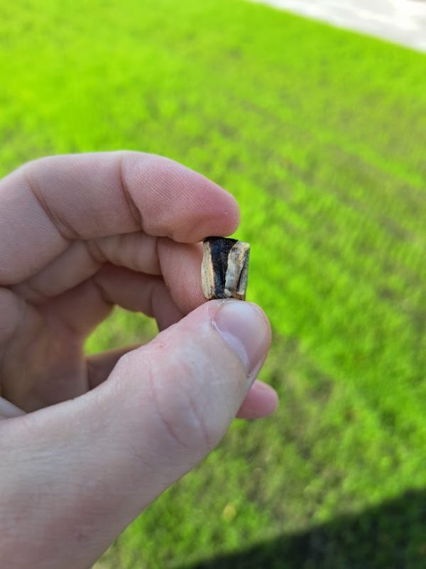 Trex Tooth Piece - Image 2